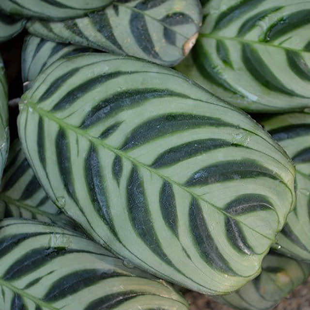 Calathea stromata