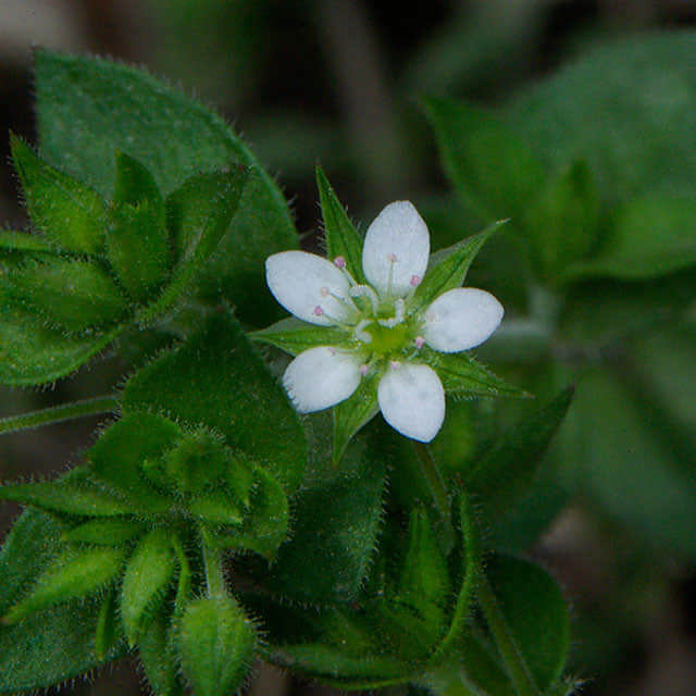 Arenaria serpyllifolia