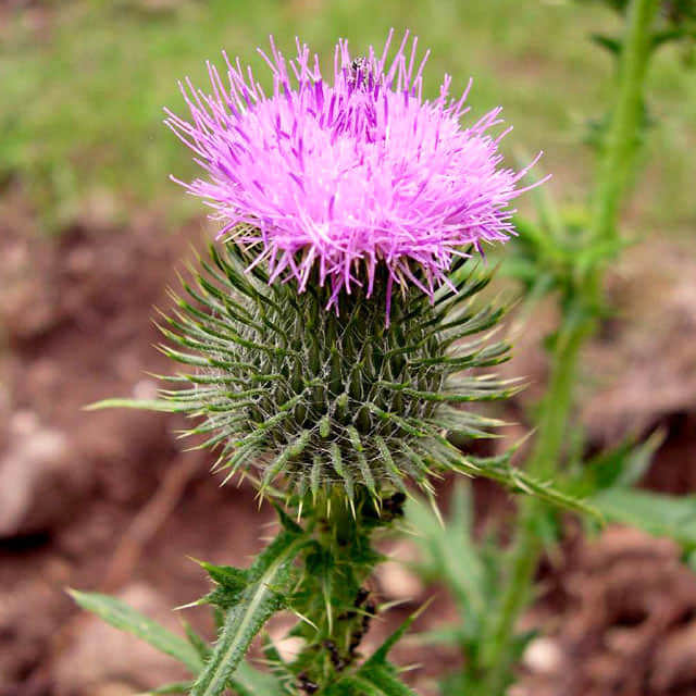 Cirsium vulgare