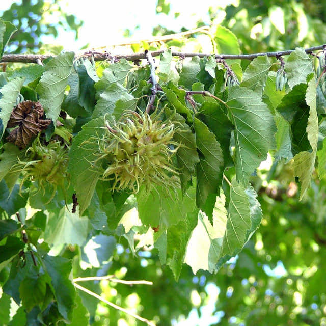 Corylus colurna