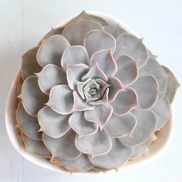 Echeveria lilacina