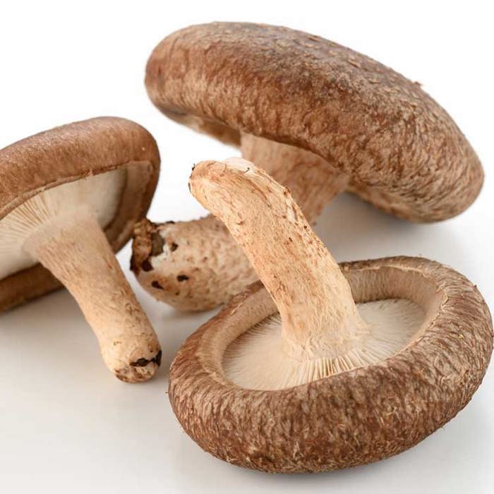 Lentinula edodes
