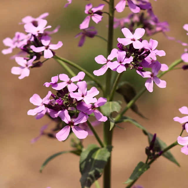 Hesperis matronalis