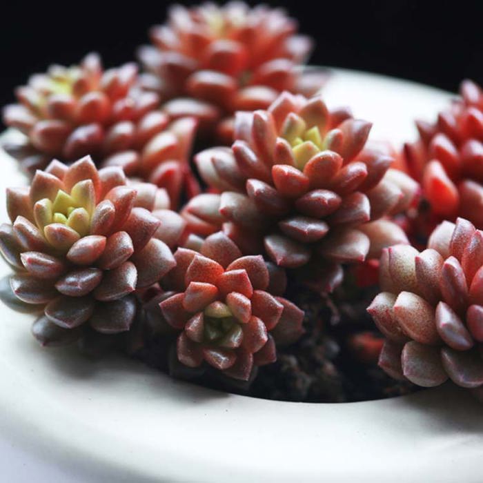 Graptosedum (Corrected from Cremnosedum) Tiny Black Flies