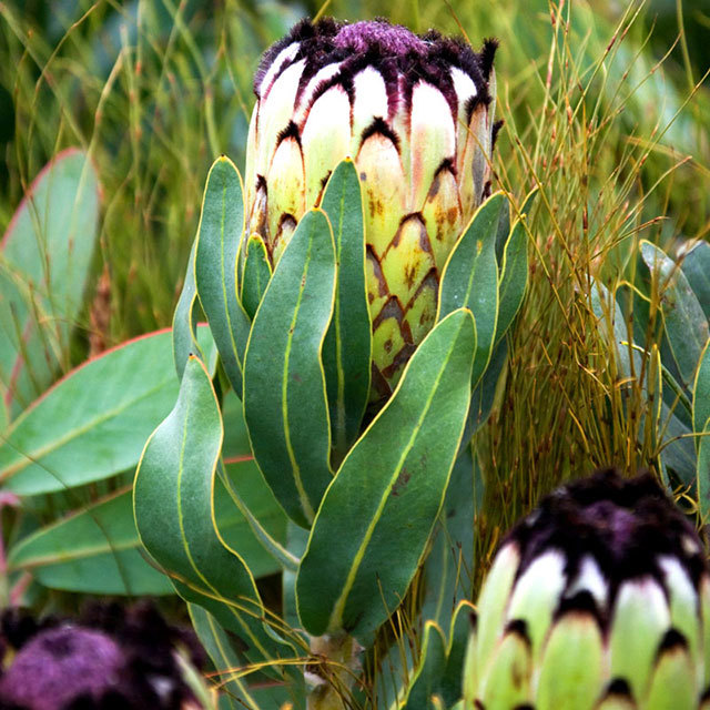 Protea Niobe