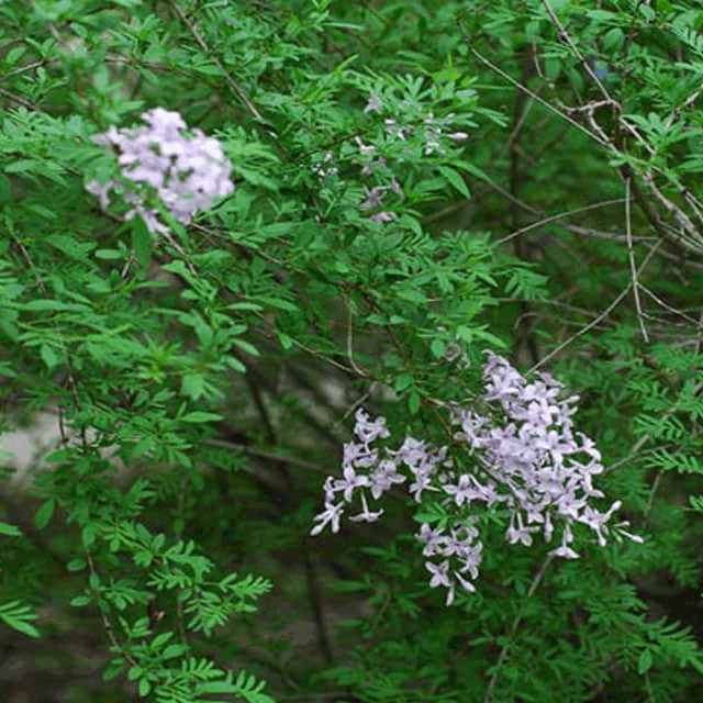 Syringa persica