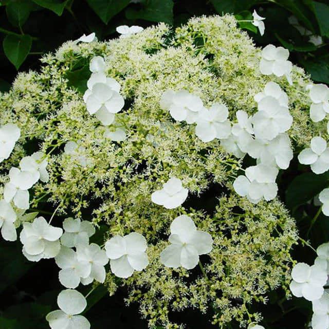 Hydrangea anomala