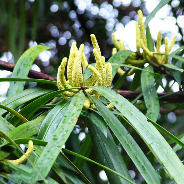 Podocarpus neriifolius
