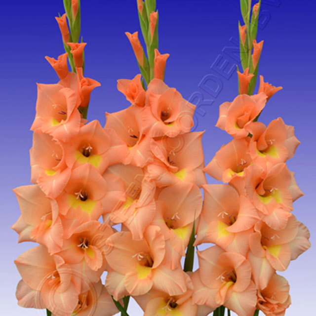 Gladiolus Finishing Touch
