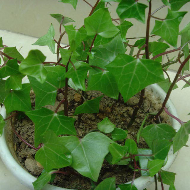Senecio macroglossus