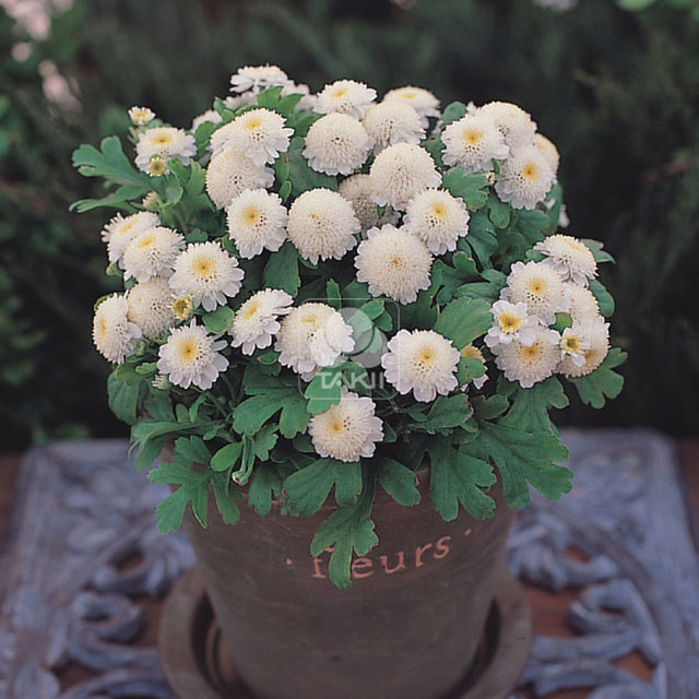 Tanacetum parthenium Carlos