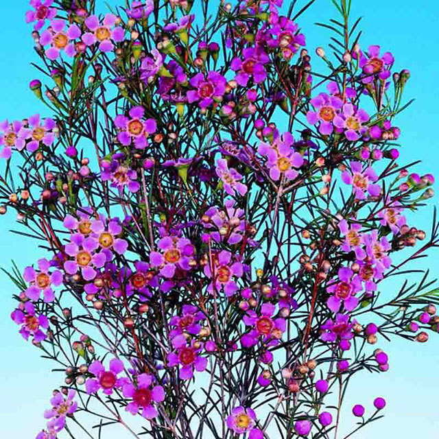 Kalanchoe blossfeldiana Hot Pink Leggy Stems