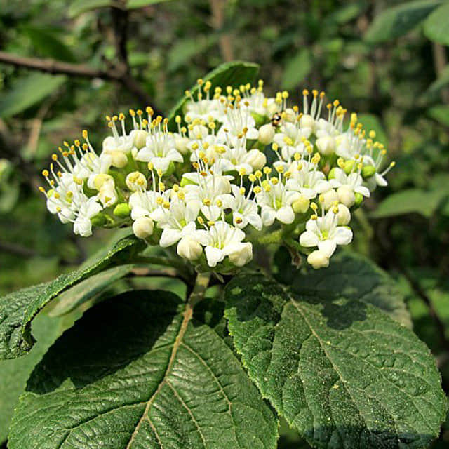 Viburnum lantana