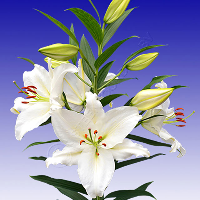 Lilium Oriental Crystal Blanca Yellow Leaves
