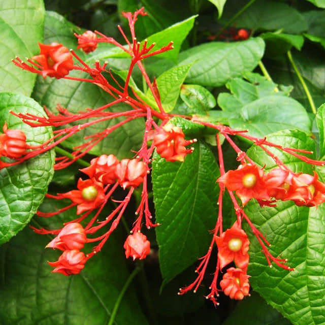 Clerodendrum japonicum