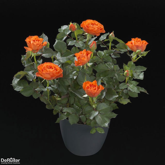 Mini Rose Orange Jewel Fine Webbing