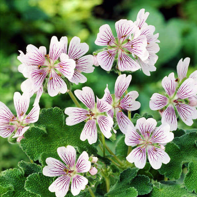 Geranium renardii