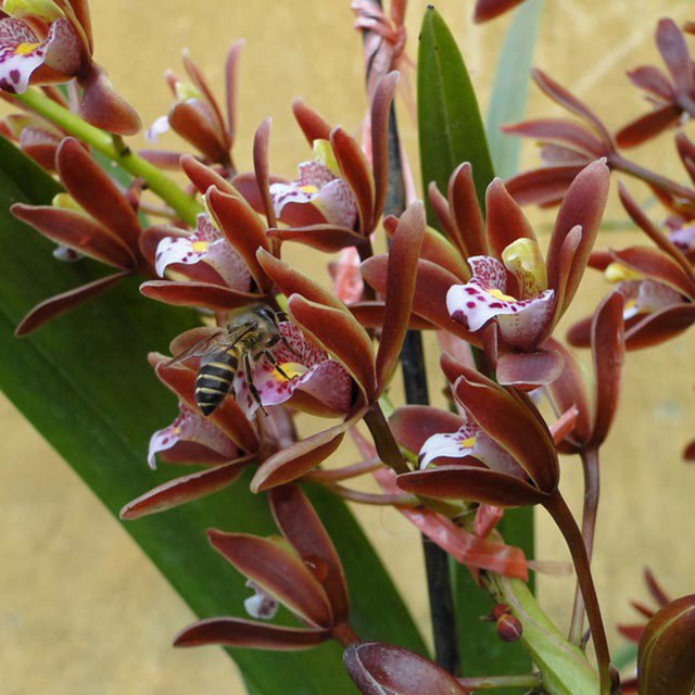 Cymbidium suavissimum
