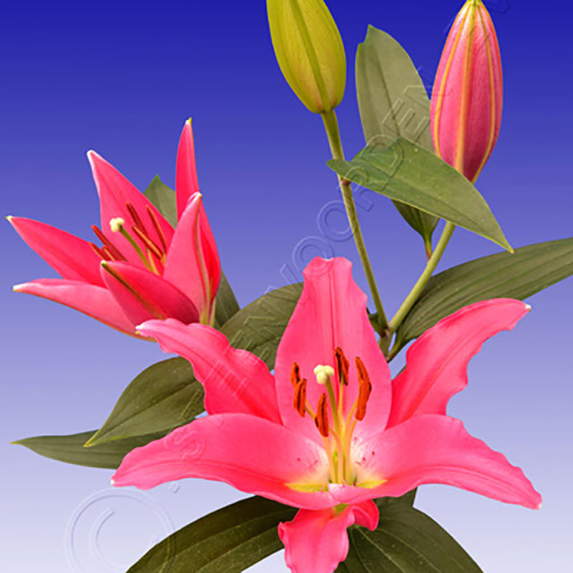 Lilium oriental Viviana