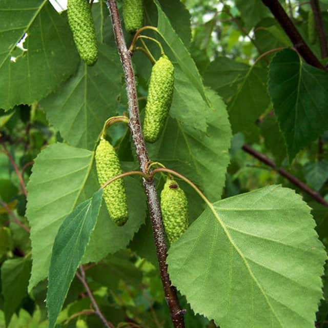 Betula platyphylla