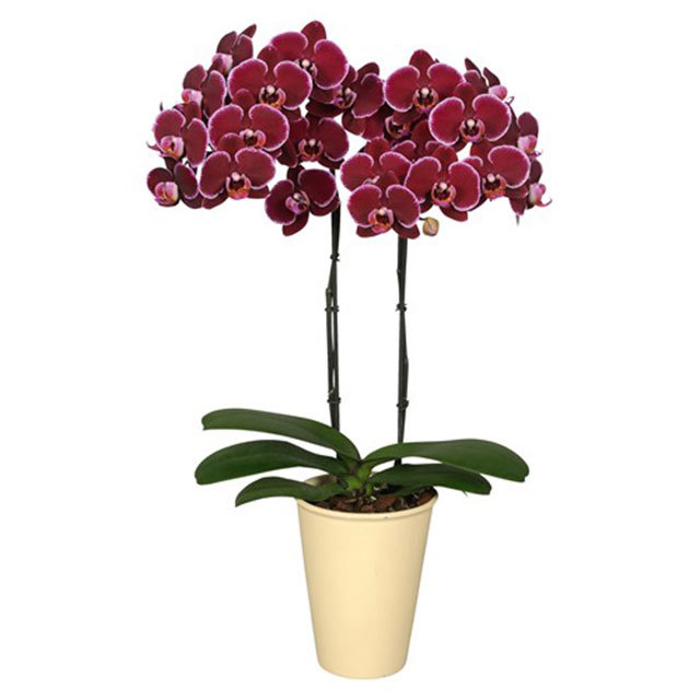 Phalaenopsis Montpellier