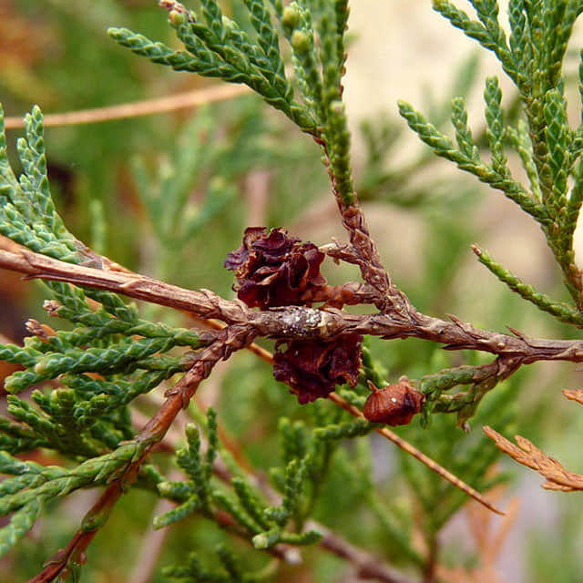 Chamaecyparis thyoides