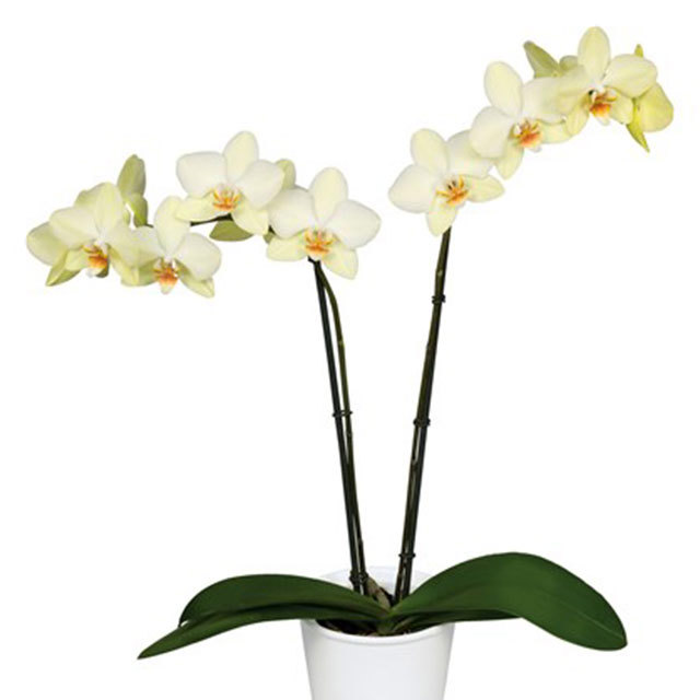 Phalaenopsis Candela Fine Webbing
