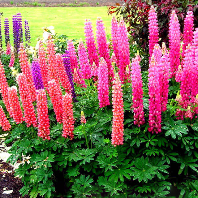 Lupinus polyphyllus Russell Hybrid