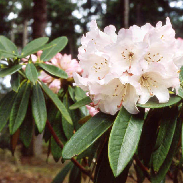 Rhododendron princeps Drooping Leaves
