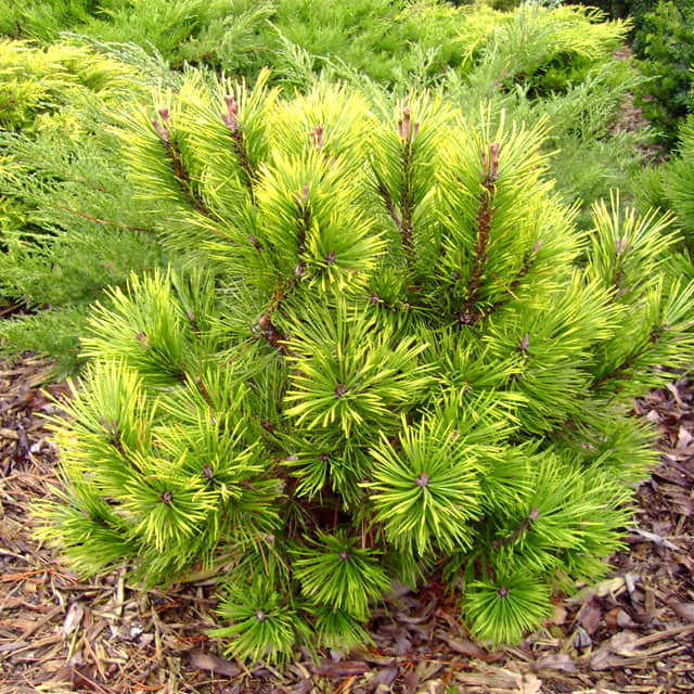 Pinus mugo
