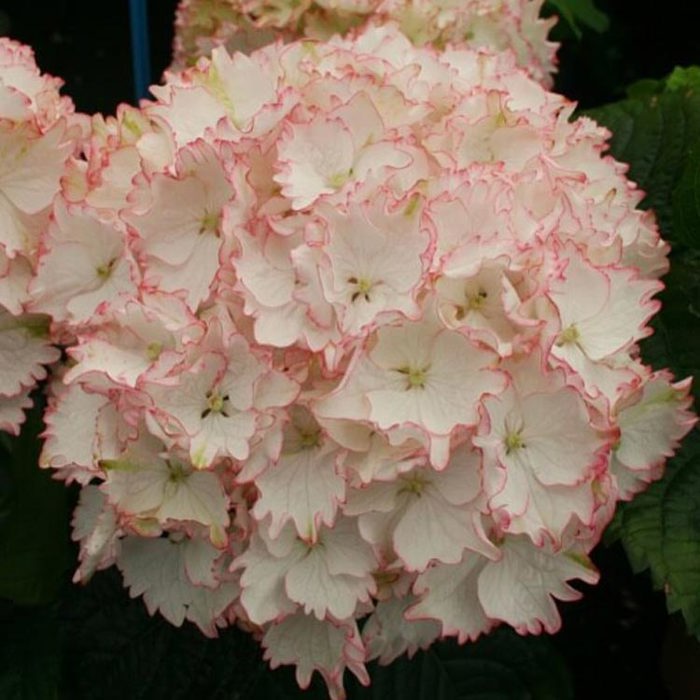 Hydrangea macrophylla Magical Cleopatra Sticky Leaves