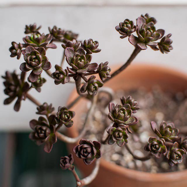 Aeonium sedifolium Sudden Leaf Drop