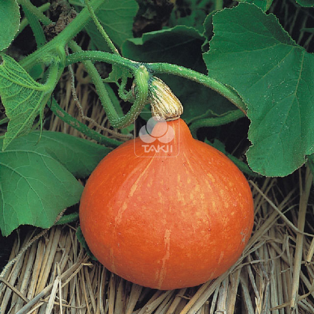 Uchiki Kuri Squash Sudden Leaf Drop