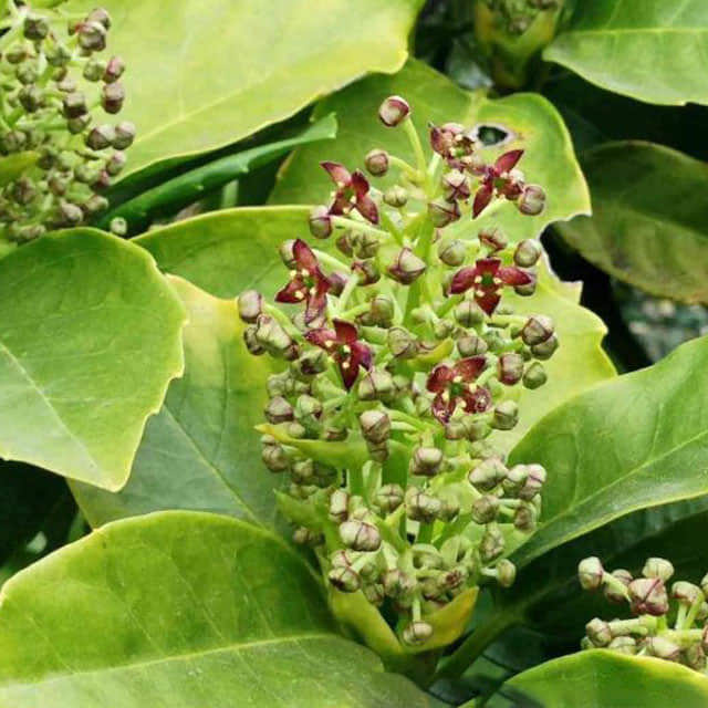Aucuba japonica
