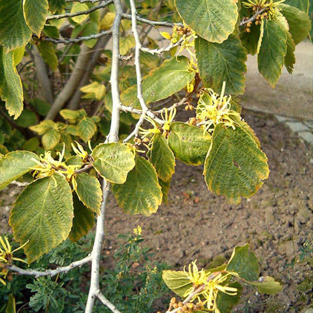 Hamamelis virginiana
