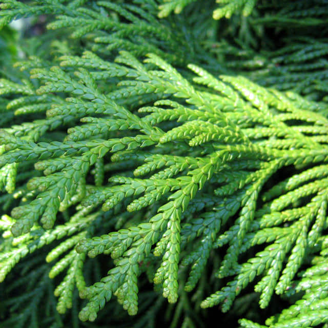 Thujopsis dolabrata