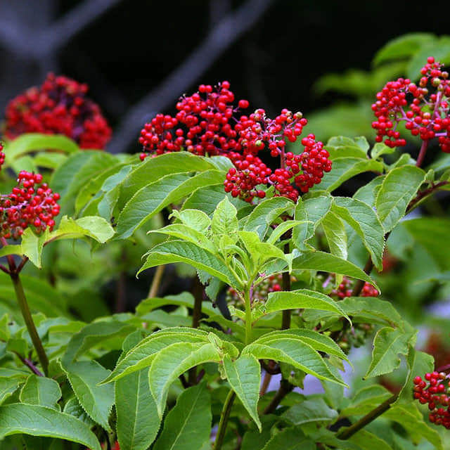 Sambucus hookeri