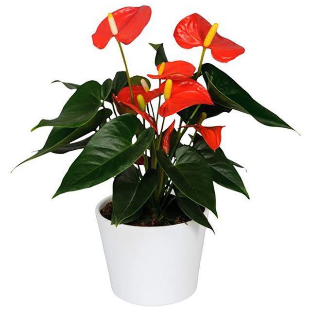 Anthurium andreanum Solara Yellow Leaves