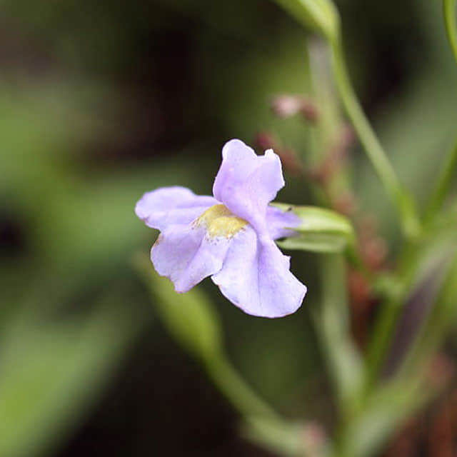 Mimulus ringens