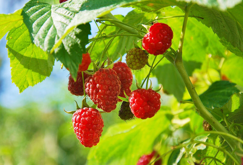 Rubus idaeus