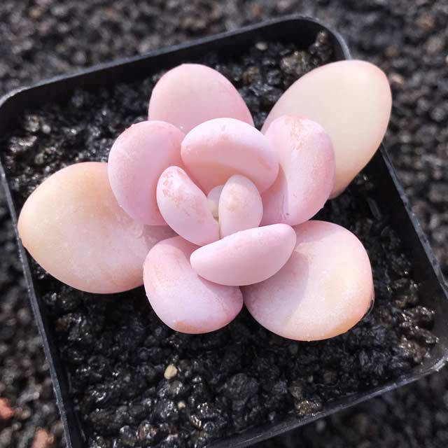 Echeveria Pink Bunny Fine Webbing