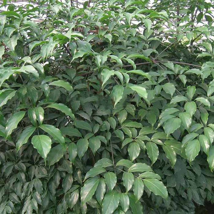 Heteropanax fragrans