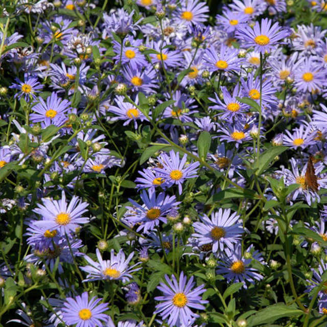 Aster
