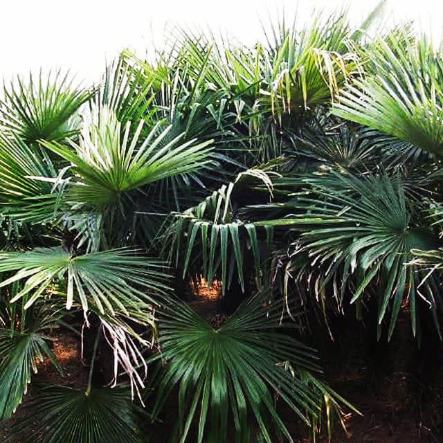 Serenoa repens
