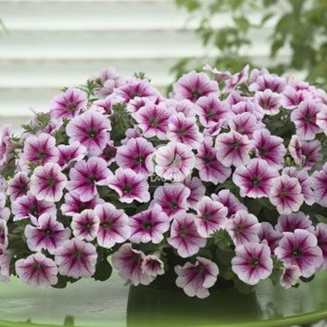 Petunia Opera Supreme Raspberry Ice IMP Leggy Stems