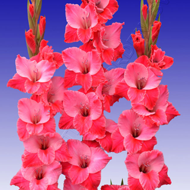Gladiolus Titanic