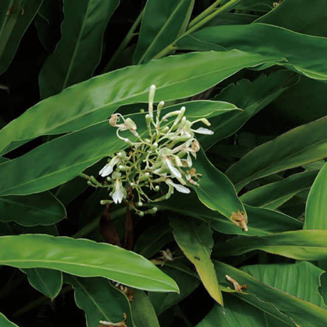 Alpinia galanga