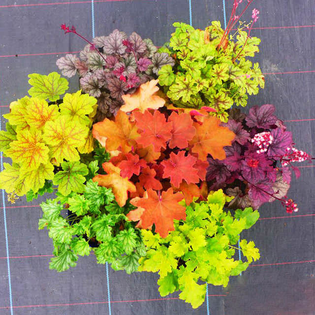 Heuchera micrantha