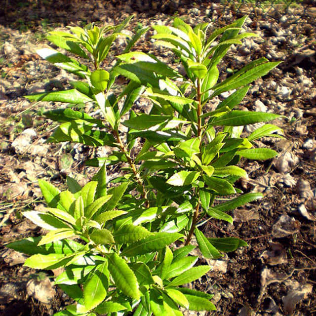 Myrica californica