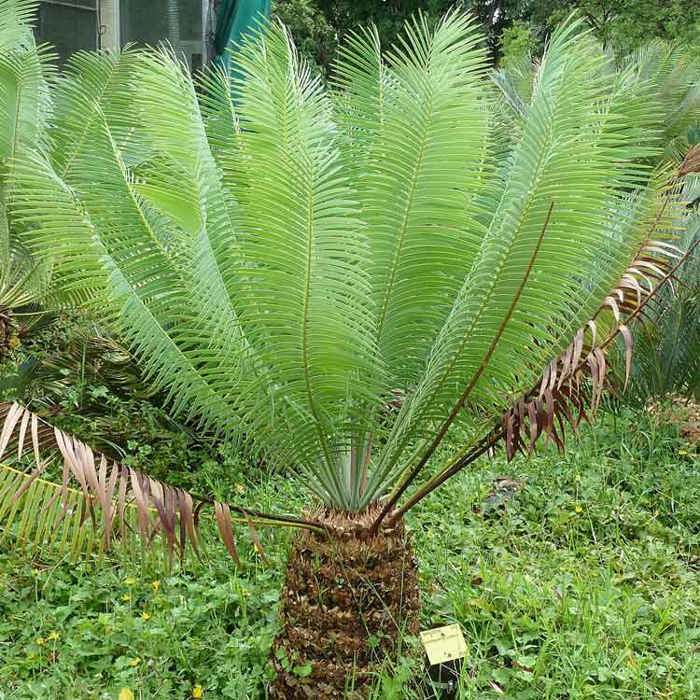 Encephalartos inopinus
